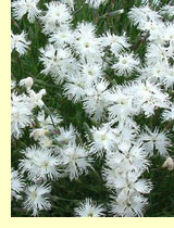 Гвоздика песчаная (Dianthus arenarius L) Гвоздика песчаная (Dianthus arenarius L)